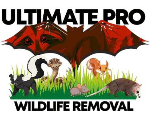 Ultimate Pro Wildlife Removal